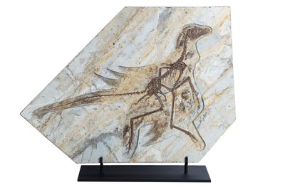 Скелет динозавра Anchiornis huxleyi