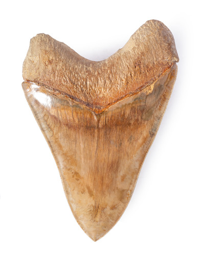 Зуб мегалодона 14 см музейного качества на подставке