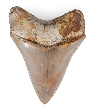 Зуб мегалодона 10,8 см музейного качества