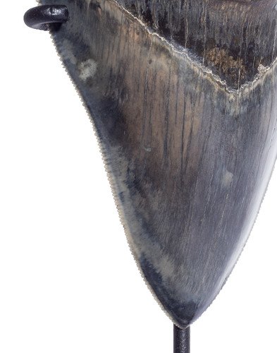 Зуб мегалодона 11,4 см музейного качества 