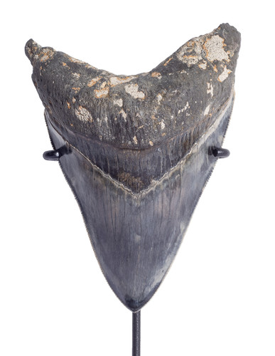 Зуб мегалодона 11,4 см музейного качества 