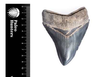 Зуб мегалодона 9,6 см коллекционного качества 