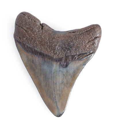 Зуб мегалодона 8,4 см 