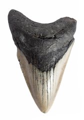 Зуб мегалодона 10,4 см