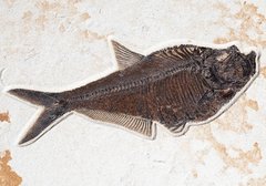 Рыбы Atractosteus Lapidosteus, Priscacara и Diplomystus sp.