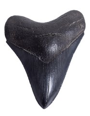 Зуб мегалодона 13 см коллекционного качества 