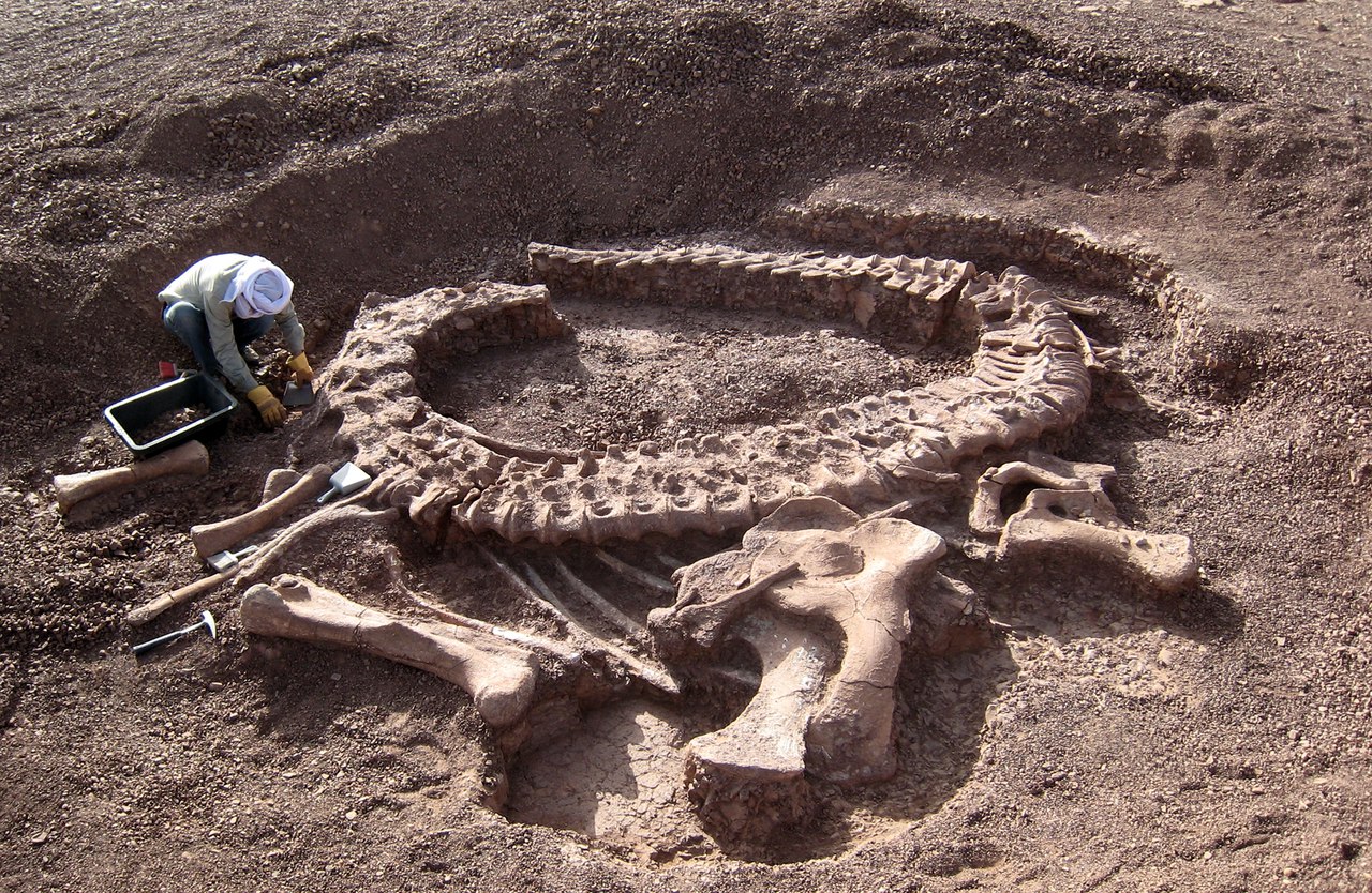 Чем отличаются и что изучают палеонтология и археология?