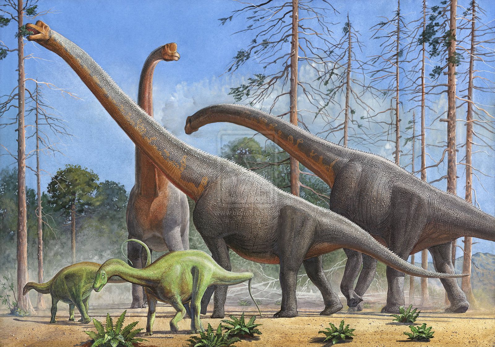 Самый большой травоядный динозавр в мире