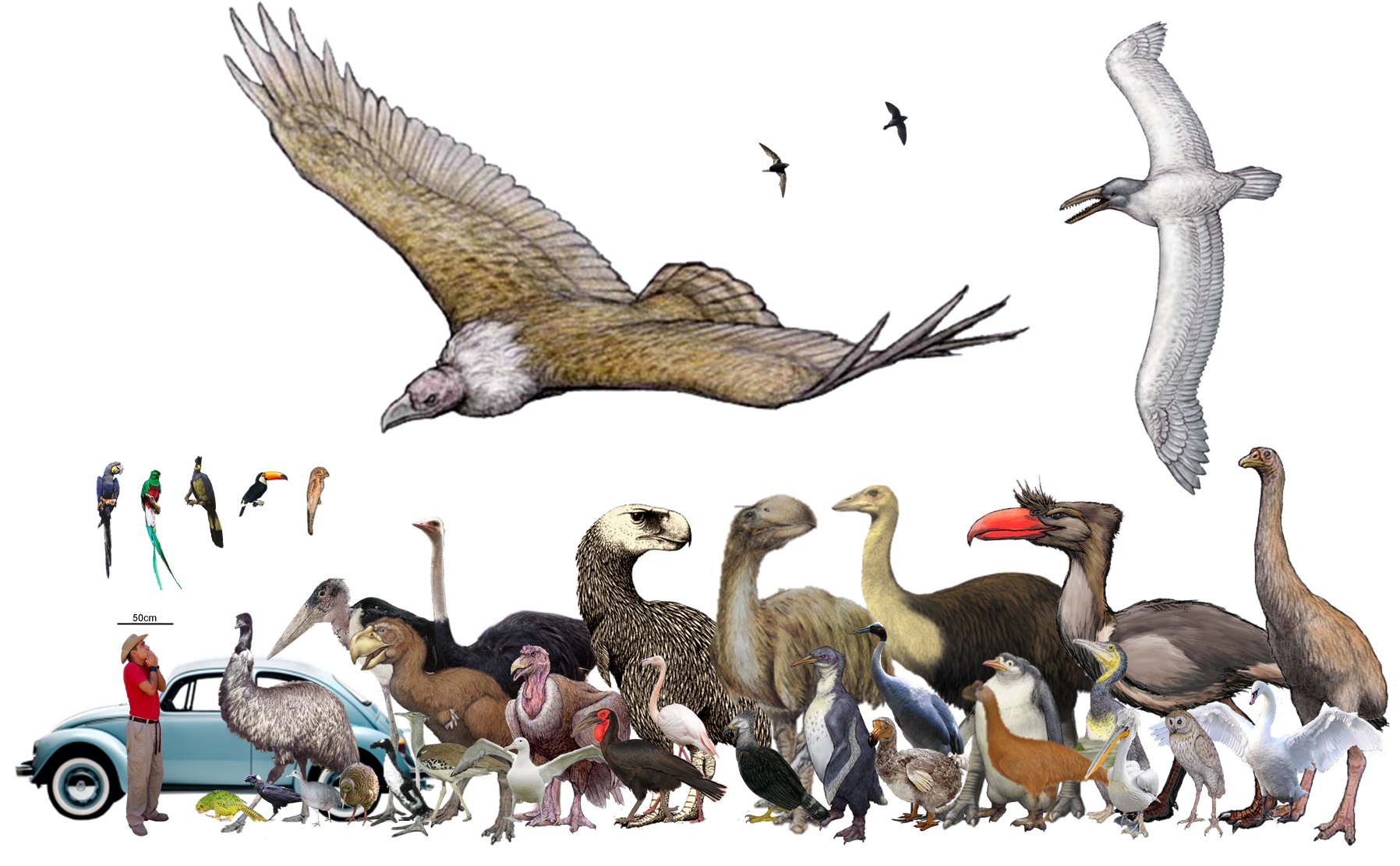 Птерозавры: история крылатых ящеров