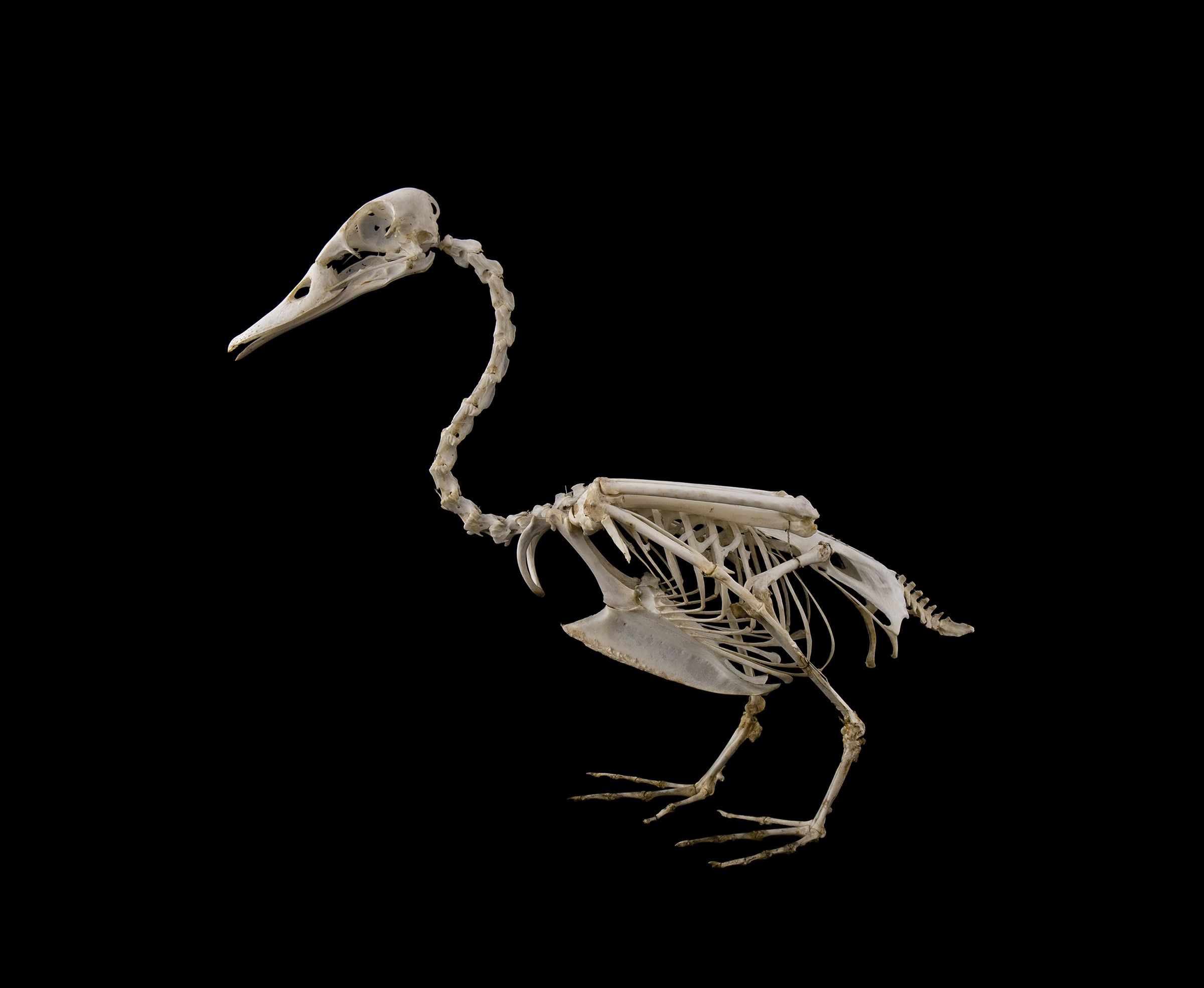 Скелет птицы легко. Скелет кряквы. Скелет кряквы утки. Скелет гусеобразных. Скелет тинаму.