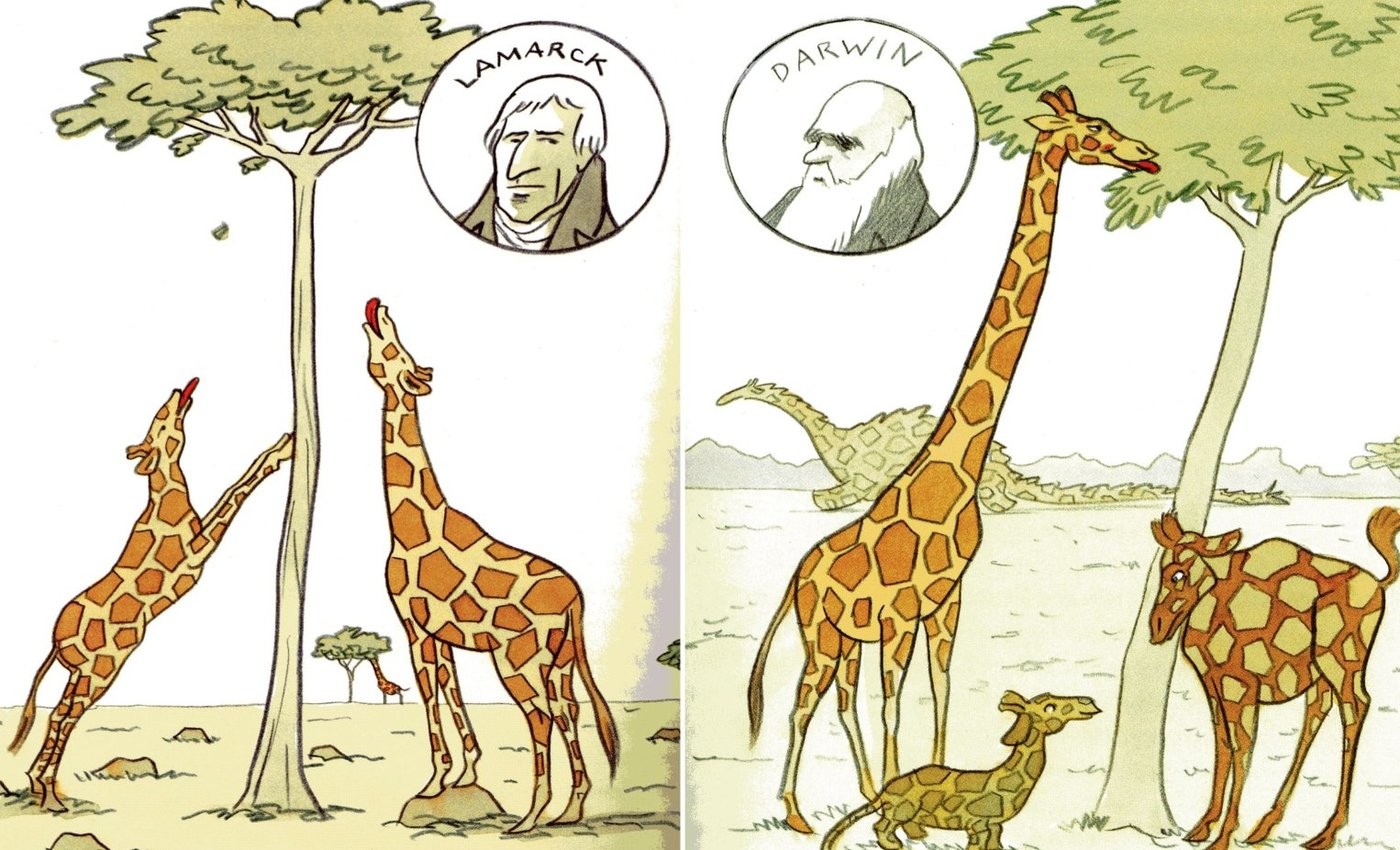 Что по ламарку является причиной появления длинной. Теория эволюции Ламарка Жирафы. Эволюционная теория Ламарка Жираф. Ламарк теория Жираф. Жираф Эволюция Ламарк.