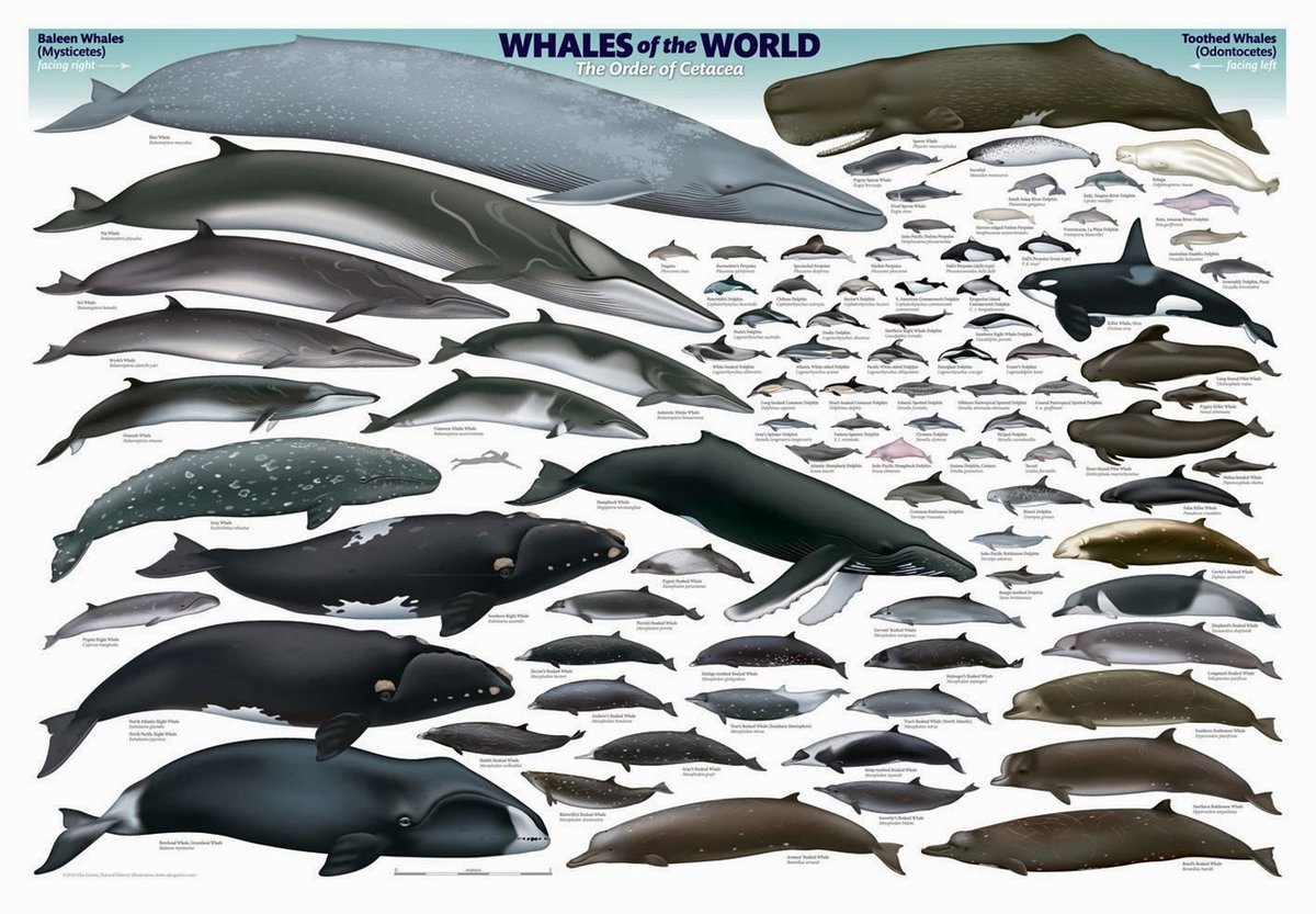 Размеры китов