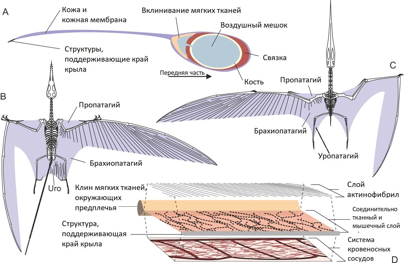 Край на крыле. Строение крыльев птерозавров. Строение крыла Птерозавра. Крыло птеродактиля строение. Птерозавры строение.