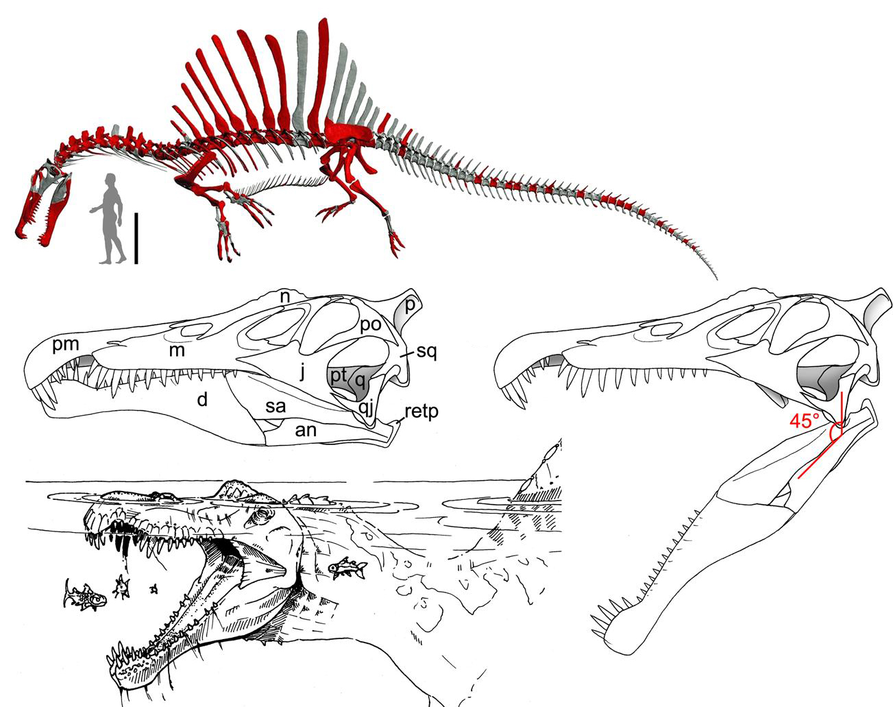 Реконструкция скелета Спинозавра