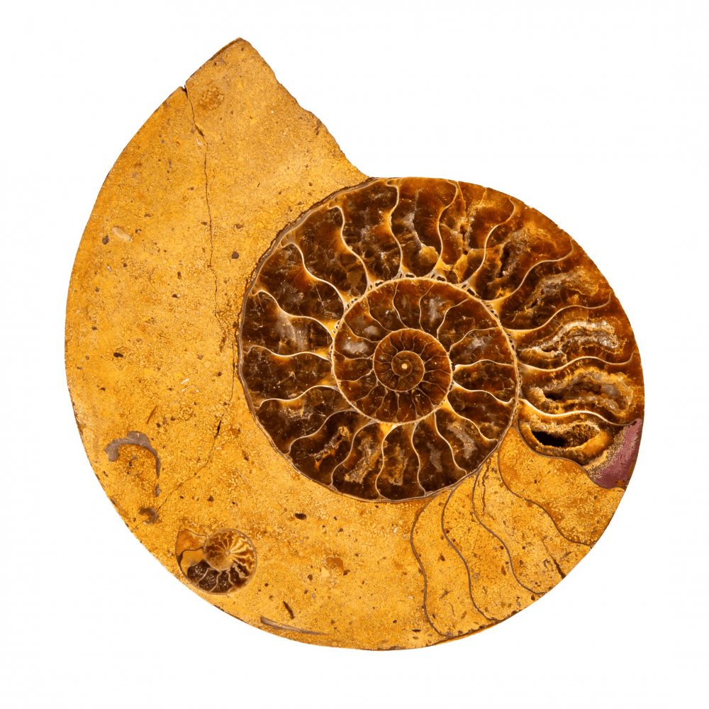 Аммонит Cleoniceras sp.
