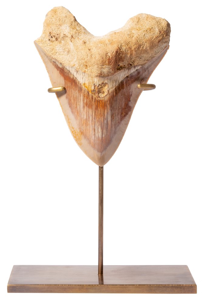 Зуб мегалодона 13,2 см музейного качества на латунной подставке