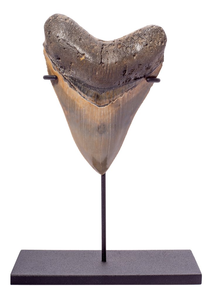Зуб мегалодона 12,9 см музейного качества