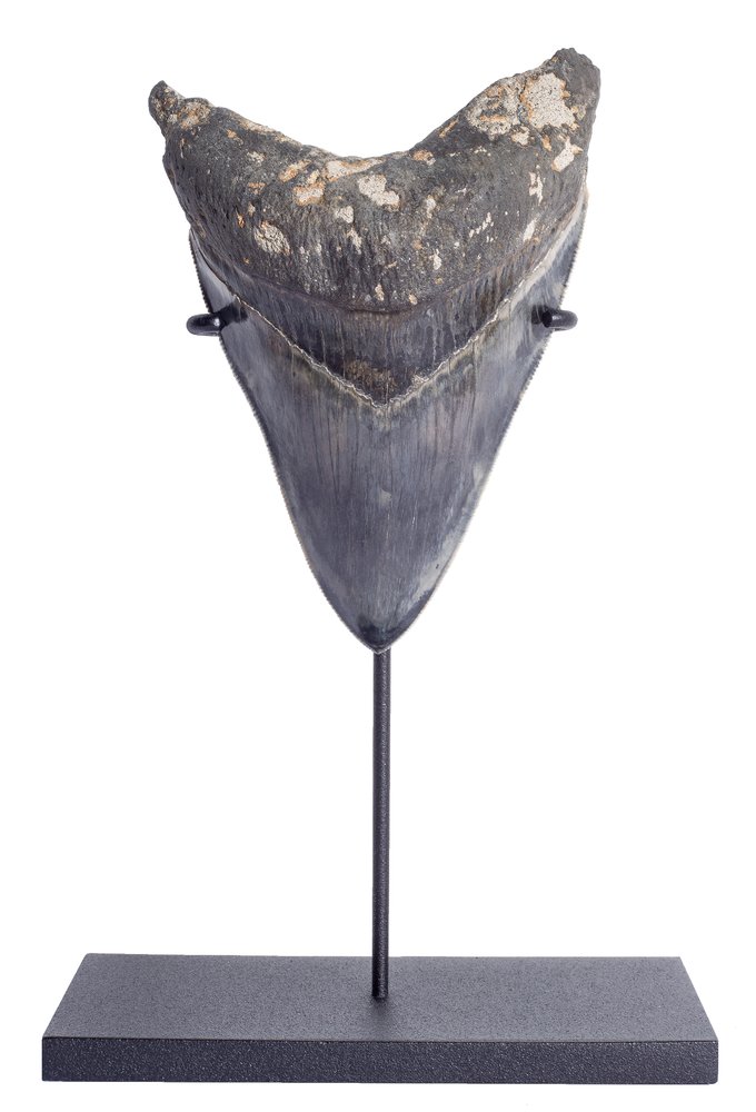 Зуб мегалодона 11,4 см музейного качества на подставке