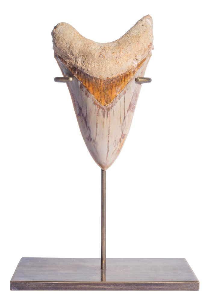 Зуб мегалодона 12,1 см музейного качества 