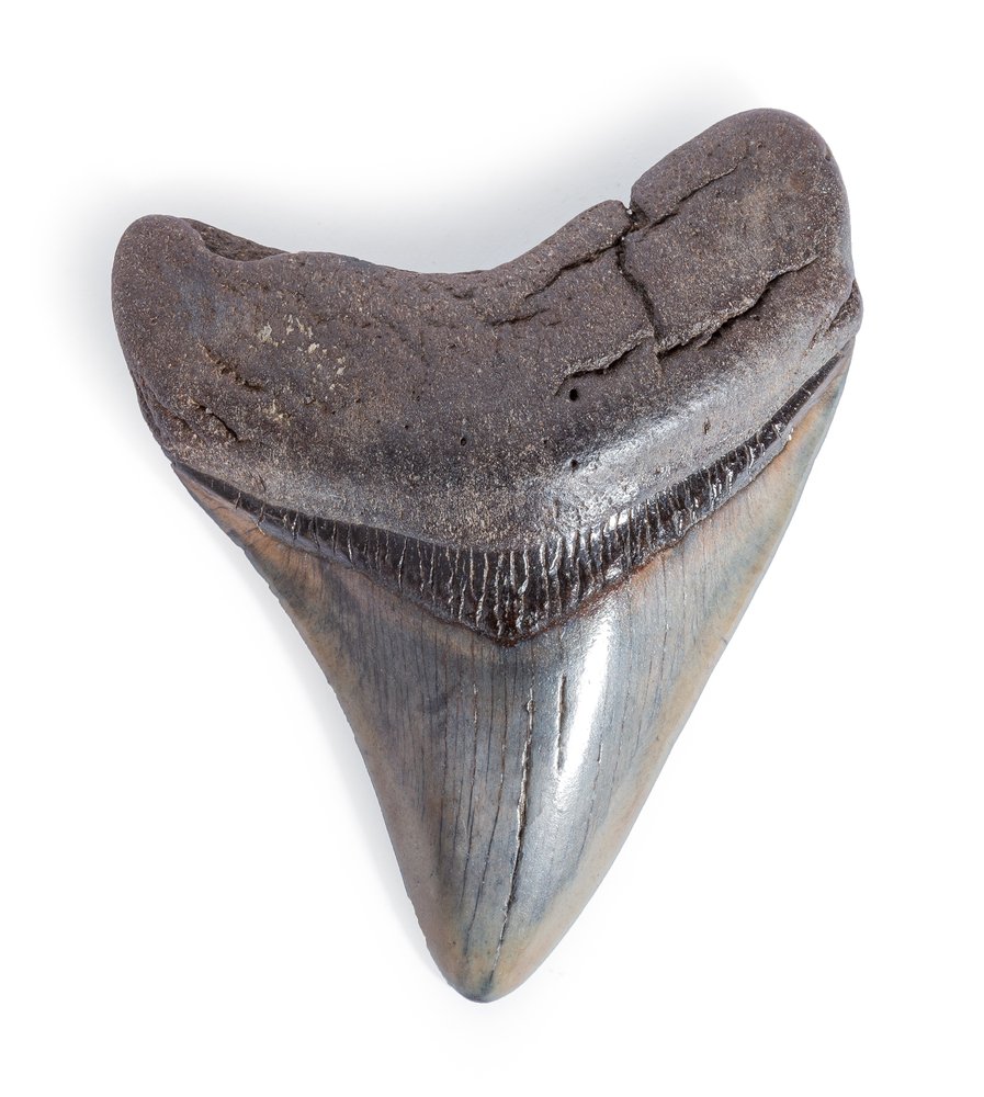 Зуб мегалодона 8,4 см 