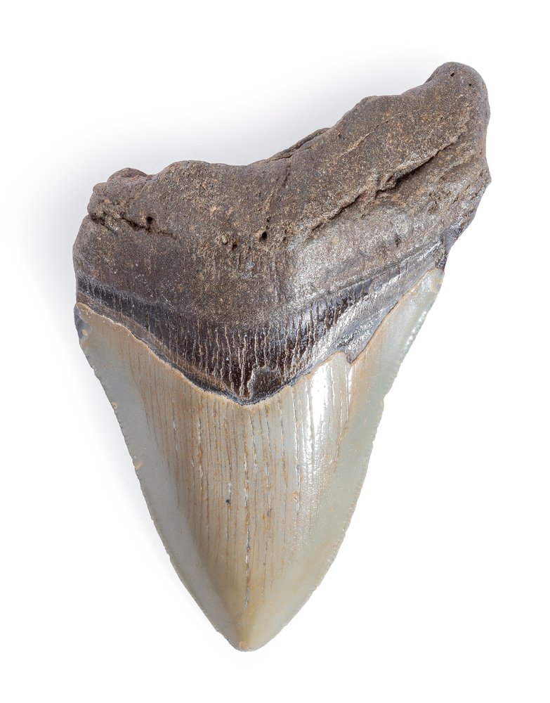 Зуб мегалодона 10,6 см