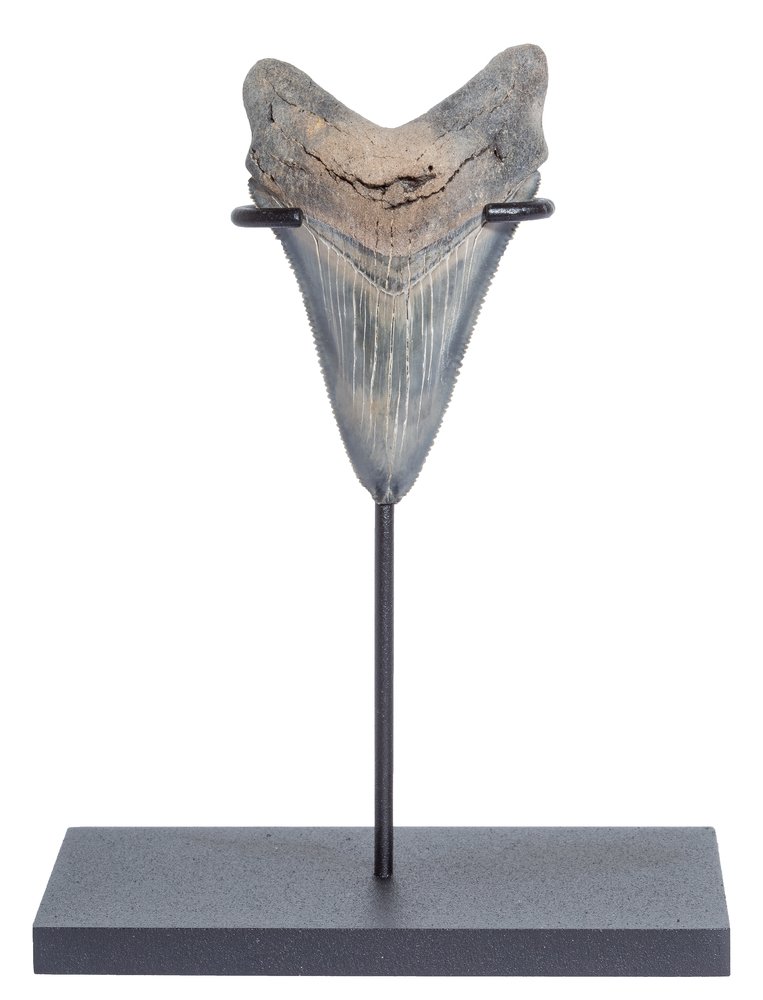 Зуб мегалодона 7,9 см коллекционного качества на подставке