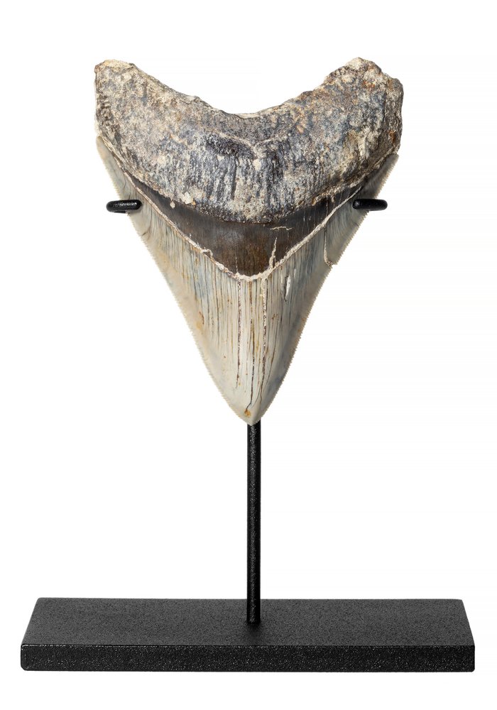 Зуб мегалодона 11,5 см коллекционного качества