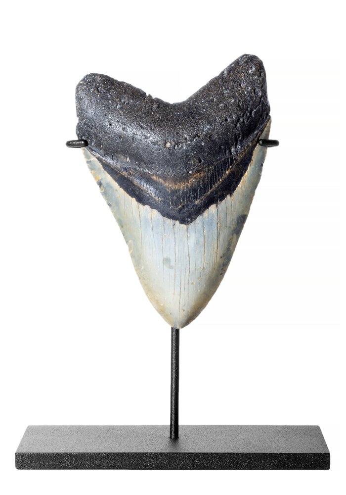 Зуб мегалодона 13 см коллекционного качества