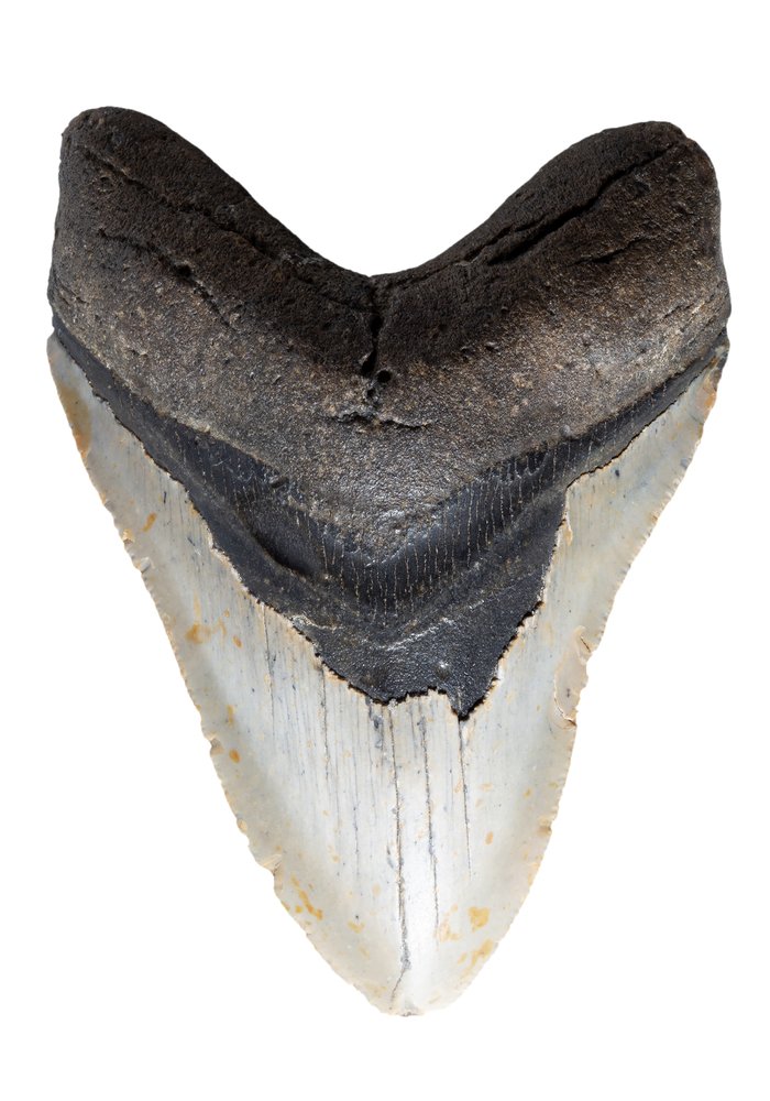 Зуб мегалодона 12,2 см