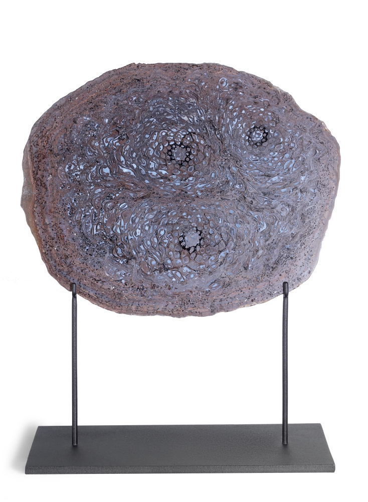 Папоротник Osmunda sp.