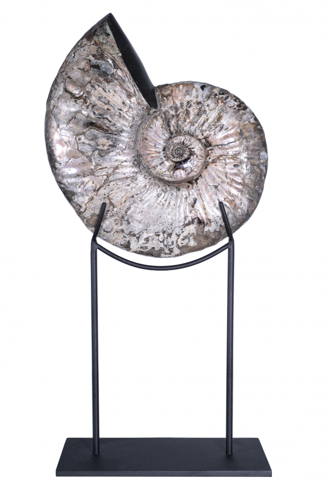 Аммонит Deshayesites sp.