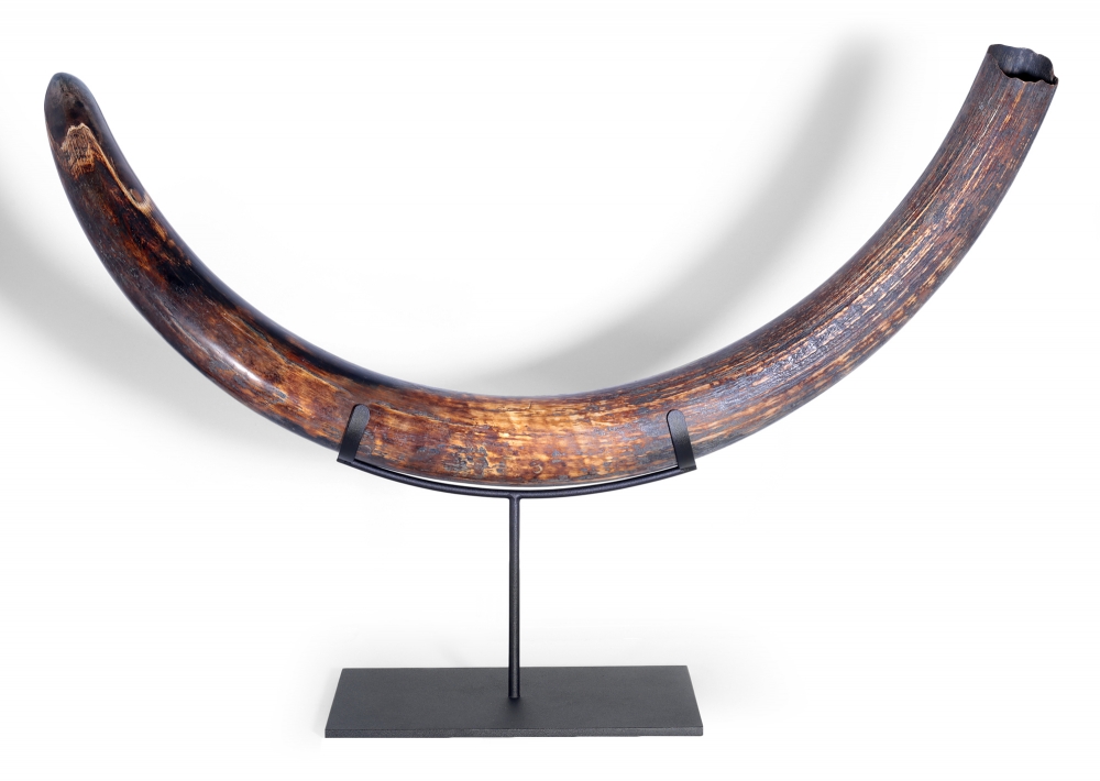 Бивень мамонта 