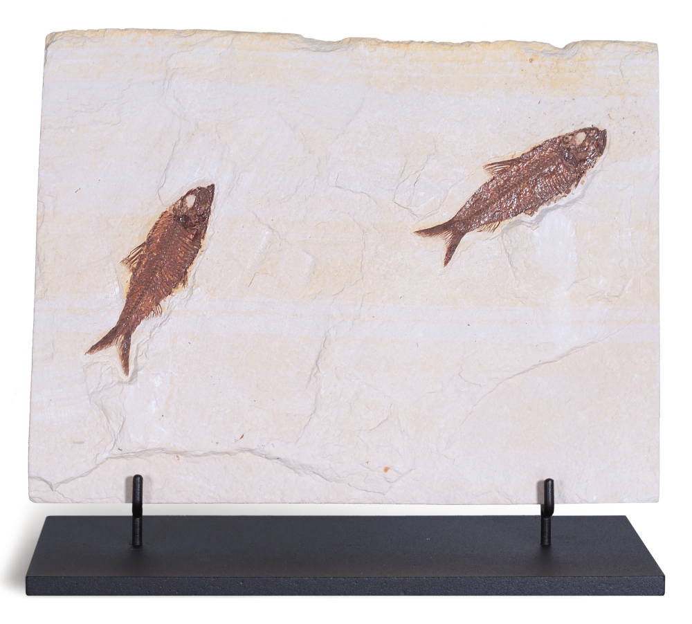 Рыбы Knightia sp.