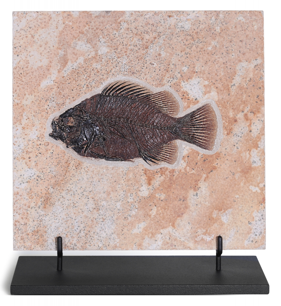 Рыба Cockerellites liops