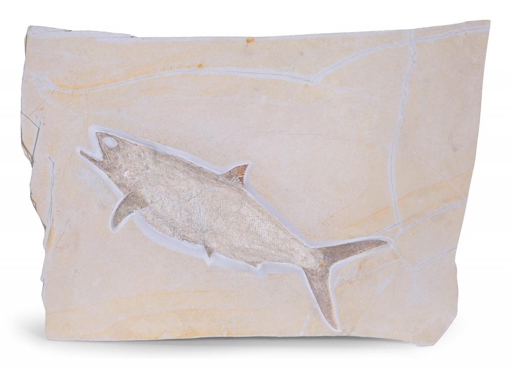 Рыба Caturus furcatus 