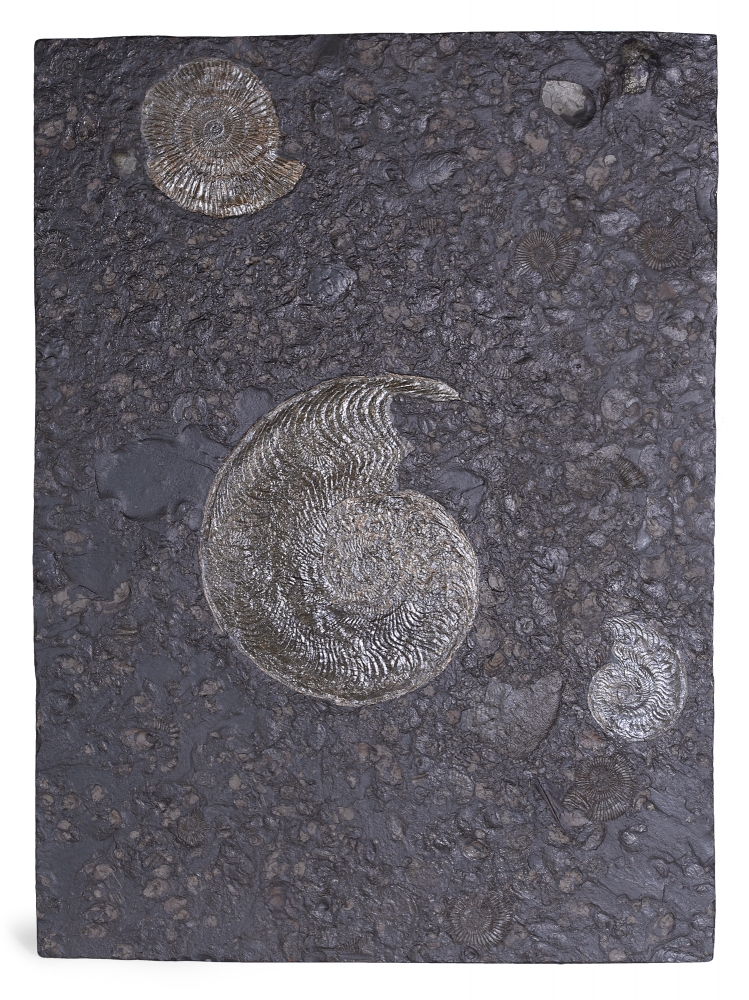 Аммониты Lytoceras sp. и Harpoceras sp.