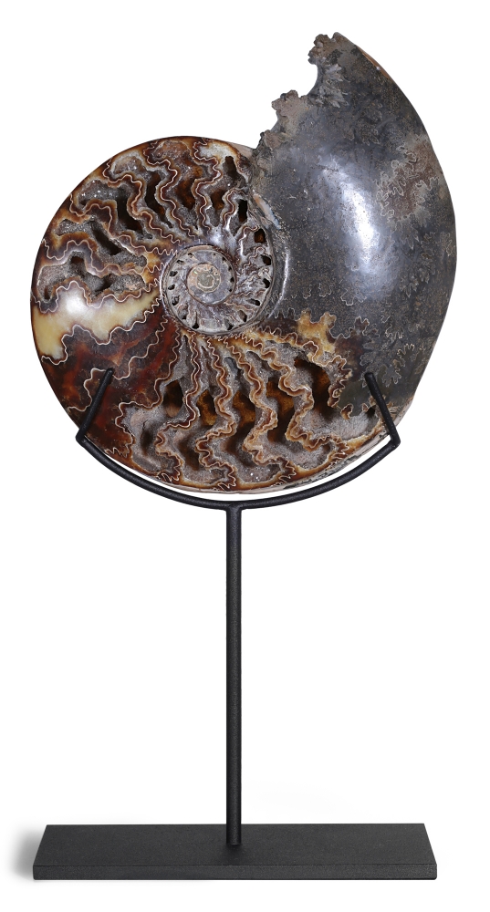 Аммонит Cleoniceras sp.