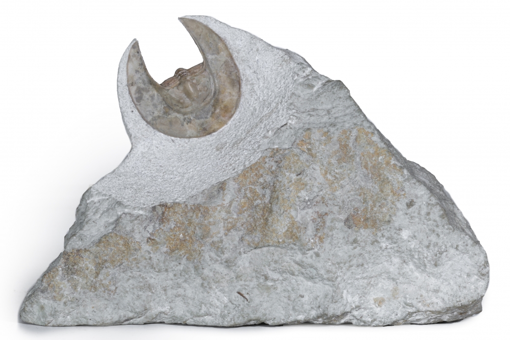 Трилобит Scotoharpes spasskii