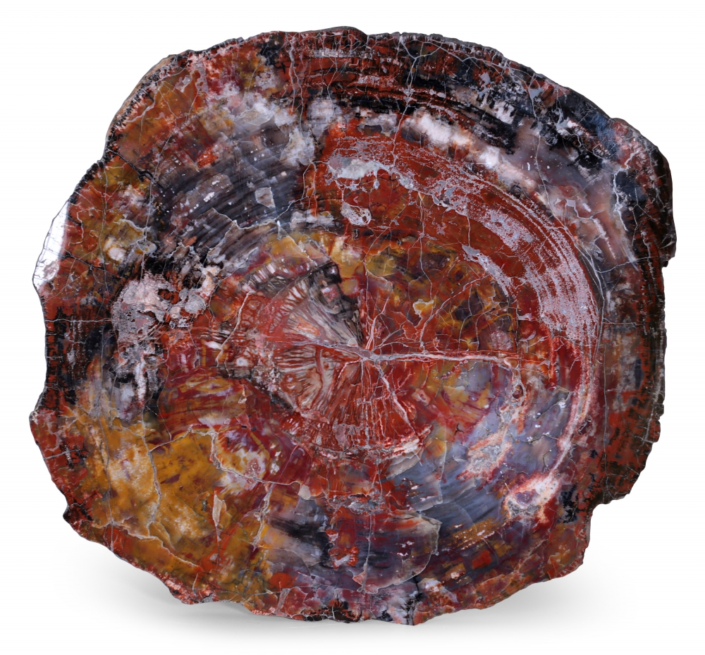 Окаменелое дерево