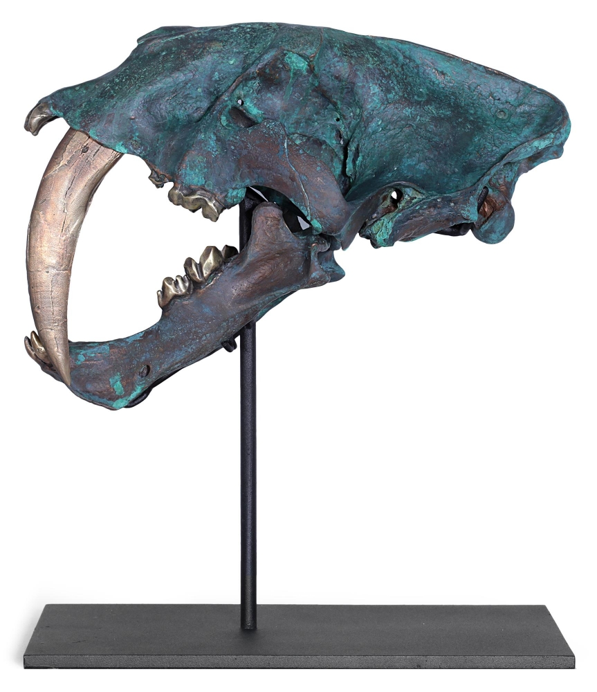 Реплика черепа саблезубой кошки Smilodon fatalis