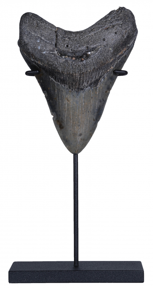 Зуб мегалодона 10 см