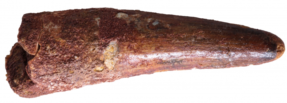 Зуб спинозавра