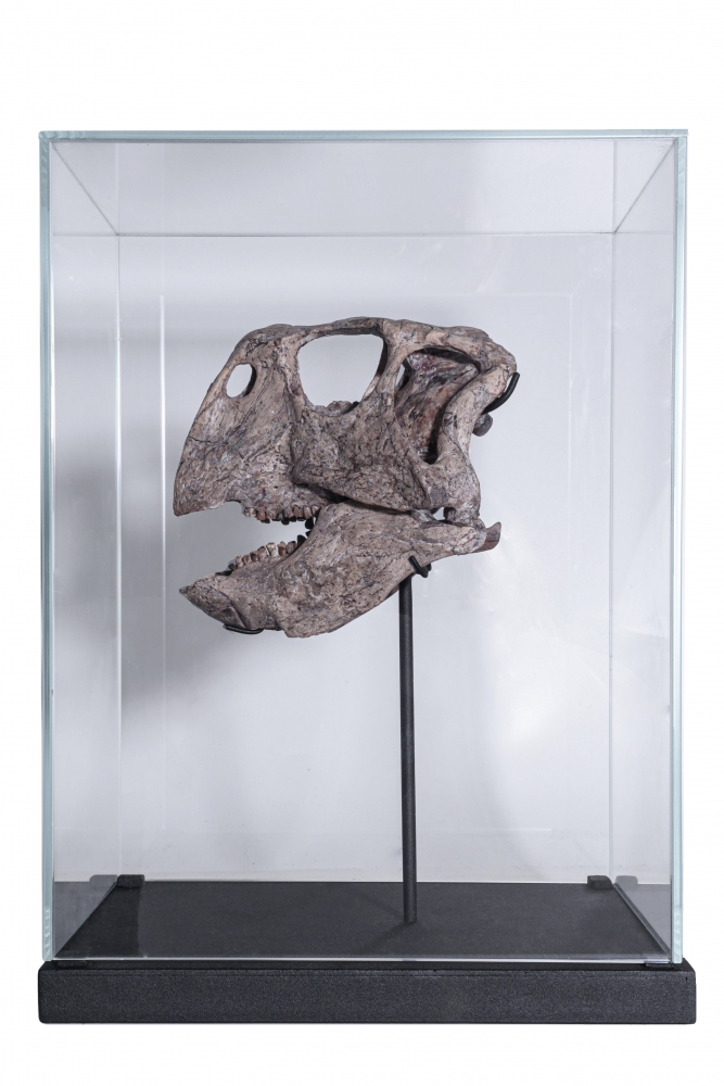 Череп динозавра Psittacosaurus sp.