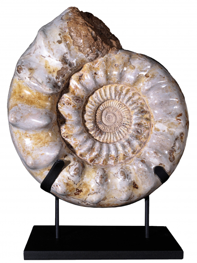 Аммонит Kranaosphinctes sp