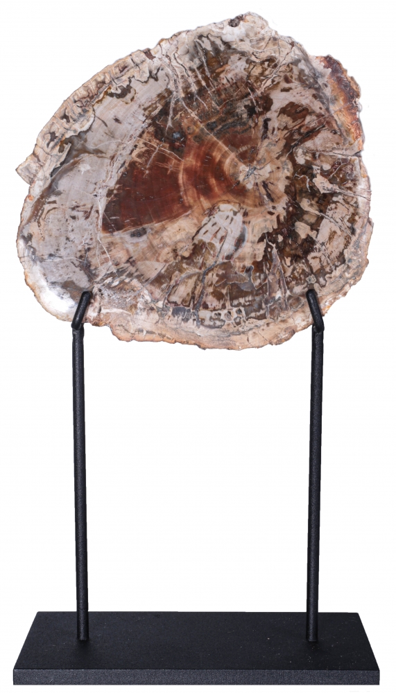 Окаменелое дерево