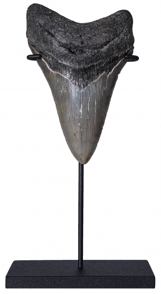 Зуб мегалодона 10,6 см