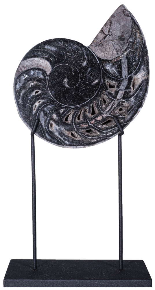 Наутилус Cymatoceras sp.