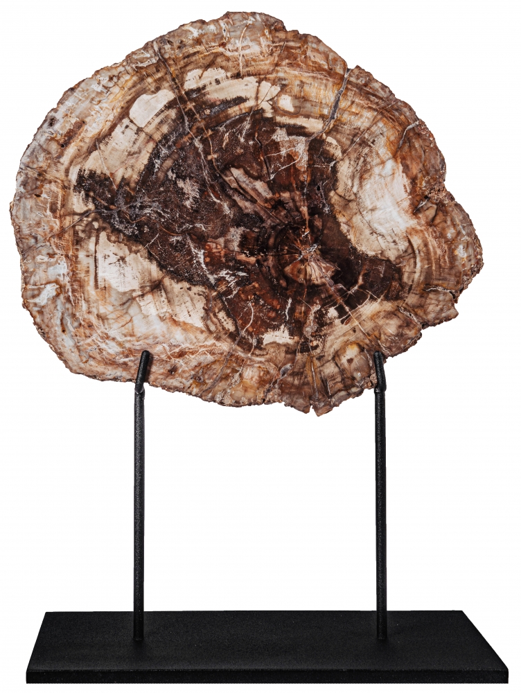 Окаменелое дерево