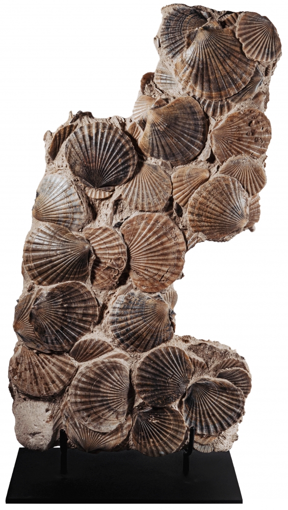 Морские гребешки Pecten benedictus