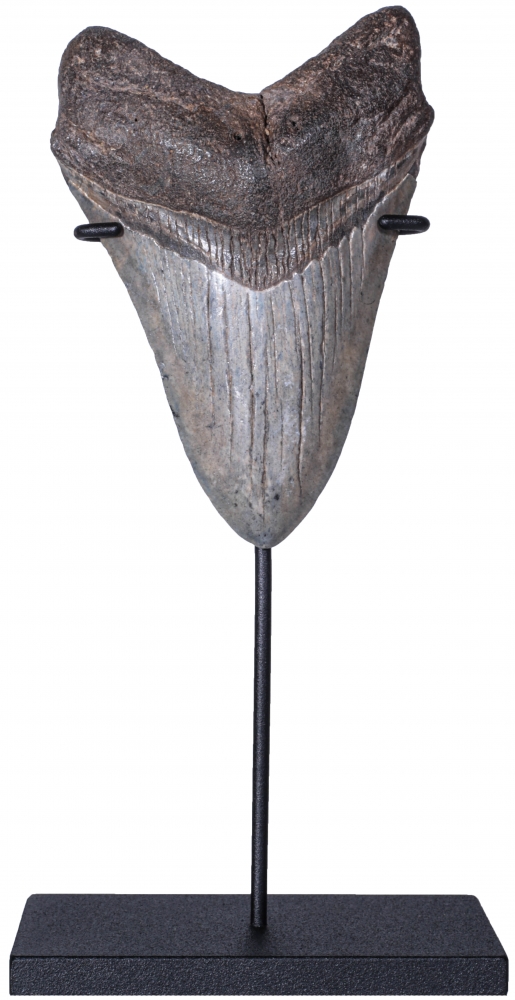 Зуб мегалодона 10,4 см